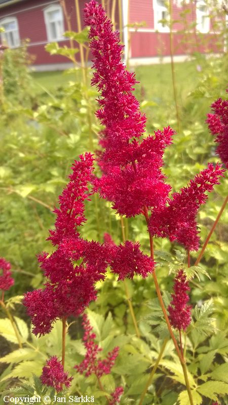 Astilbe Arendsii-Ryhm 'Fanal', jaloangervo